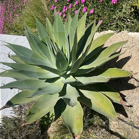 Cortijo Amara Agua *