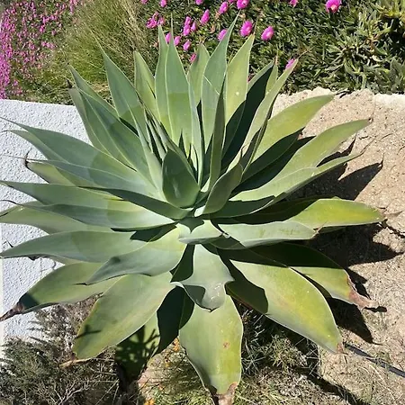 Villa Cortijo Amara Agua Agua Amarga (Almeria)